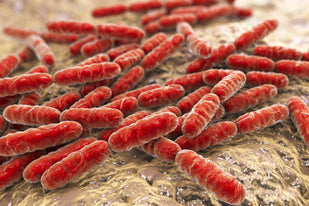 Lactobacillus Probiotic — 1 Billion CFU