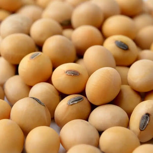 Soy Germ Extract - 120mg