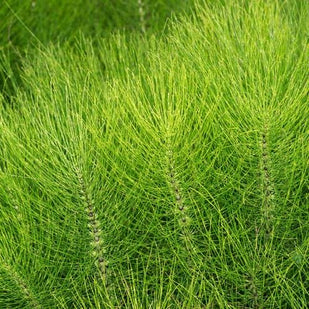 Horsetail Extract — 150mg